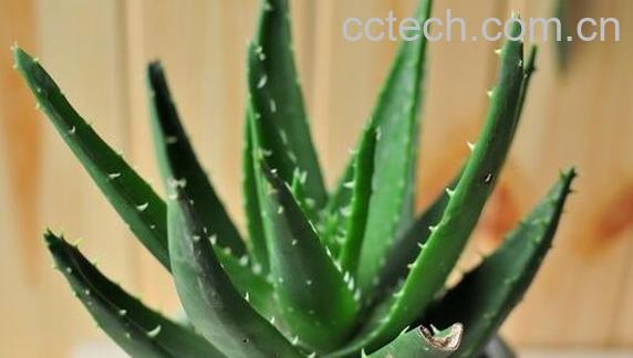 果蔬百科养殖芦荟的注意事项-0
