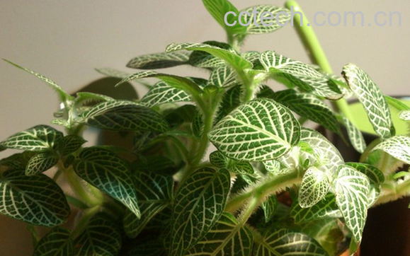 果蔬百科网纹草的哪些品种适合在室内养-0