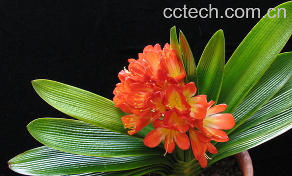 果蔬百科君子兰的叶子发黄怎么办-0