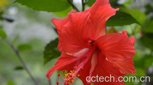 果蔬百科扶桑花为什么会掉花-0