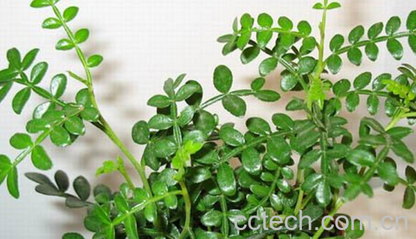 果蔬百科清香木掉叶的原因-0