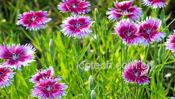 果蔬百科五彩石竹的养殖方法-0