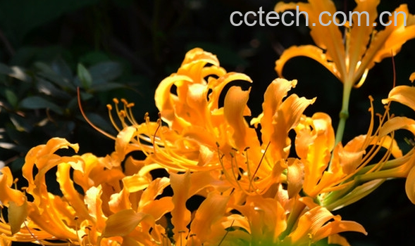 果蔬百科忽地笑的养殖方法与注意事项-0