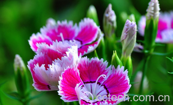 果蔬百科石竹的养殖方法-0
