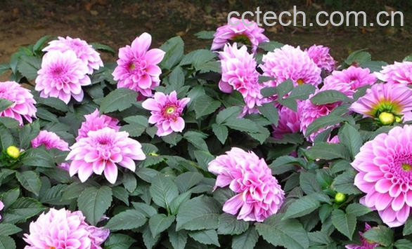 果蔬百科大丽花的四季管理-0