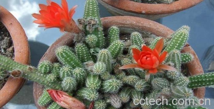 果蔬百科仙人指的养殖方法-0