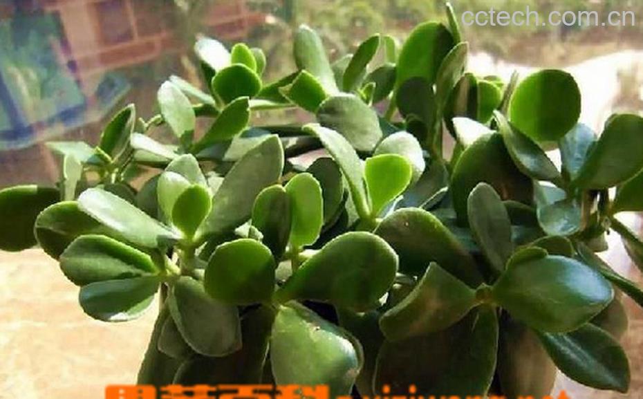 果蔬百科玉树有毒吗 玉树养殖方法介绍-0