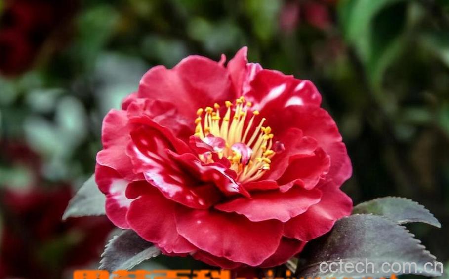 果蔬百科北方茶花和南方茶花的区别-0