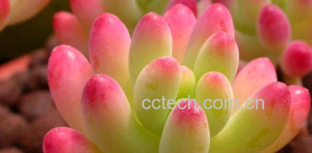 果蔬百科八千代图片 多肉八千代怎么养-0