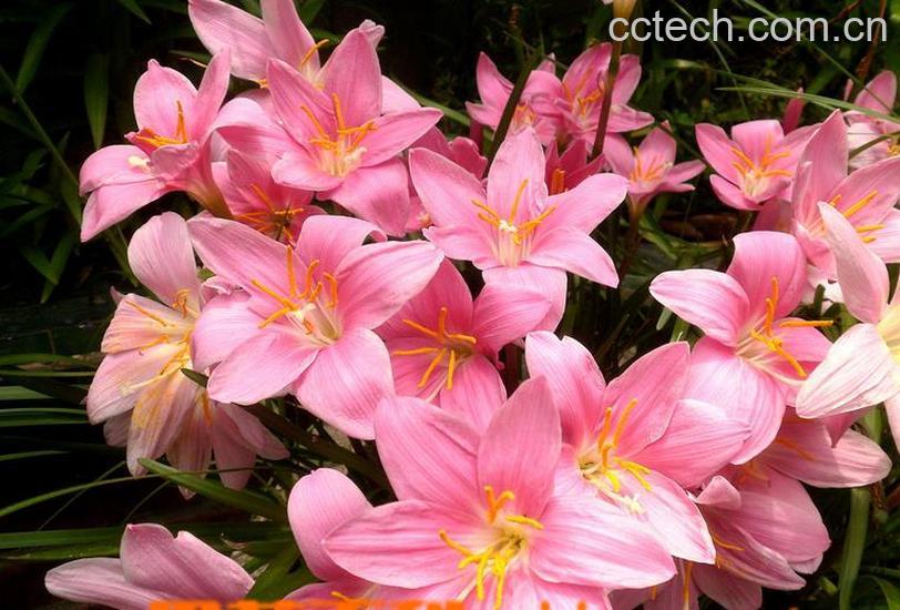 果蔬百科风雨兰的养殖养护方法-0