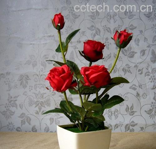 果蔬百科小月季花养殖方法及注意事项-0