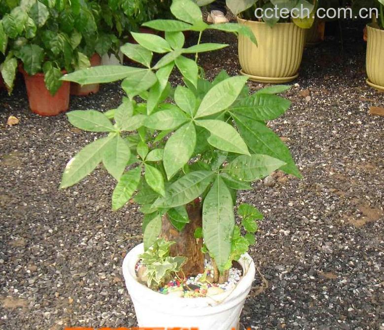 果蔬百科发财树修剪步骤图解-0