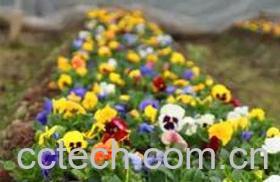 果蔬百科七色堇种子怎么种植-0