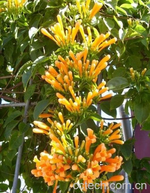 果蔬百科炮仗花的扦插繁殖方法-0