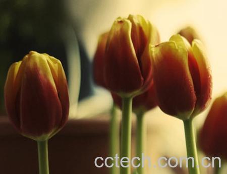 果蔬百科郁金香的养殖方法和注意事项-0