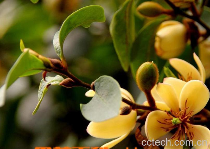 果蔬百科含笑花的繁殖方法-0