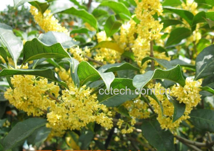 果蔬百科桂花树怎么修剪-0