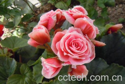 果蔬百科丽格海棠的养殖方法-0