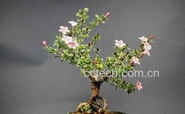 果蔬百科六月雪盆景的制作方法-0
