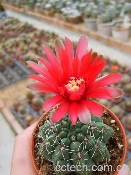 果蔬百科仙人球开花后怎么办-0