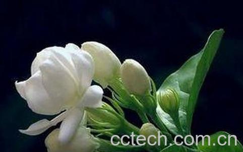 果蔬百科茉莉花的嫩枝扦插繁殖方法-0