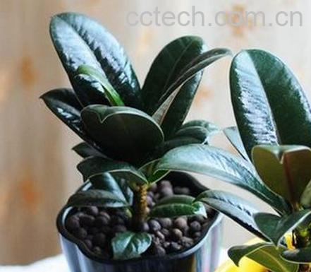 果蔬百科黑金刚的养殖方法-0