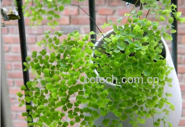 果蔬百科千叶草的养殖和注意事项-0