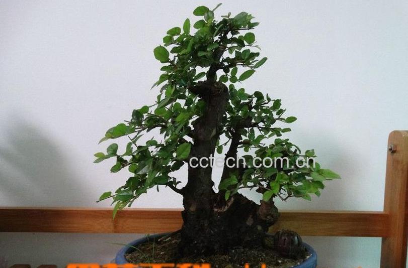 果蔬百科雀梅盆景如何制作-0