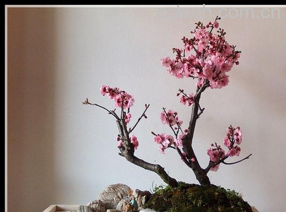 果蔬百科盆栽梅花开花后怎么管理-0