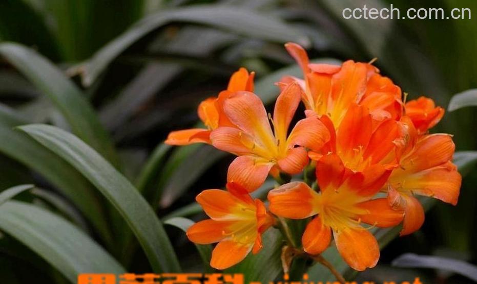 果蔬百科大花君子兰-0