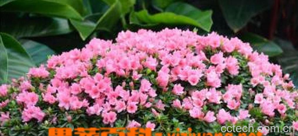 果蔬百科杜鹃花的繁殖方法-0