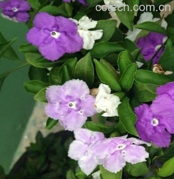 果蔬百科双色茉莉怎么修剪-0