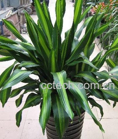 果蔬百科也门铁的养殖方法-0