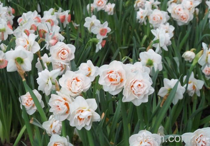 果蔬百科洋水仙开花后的处理方法-0