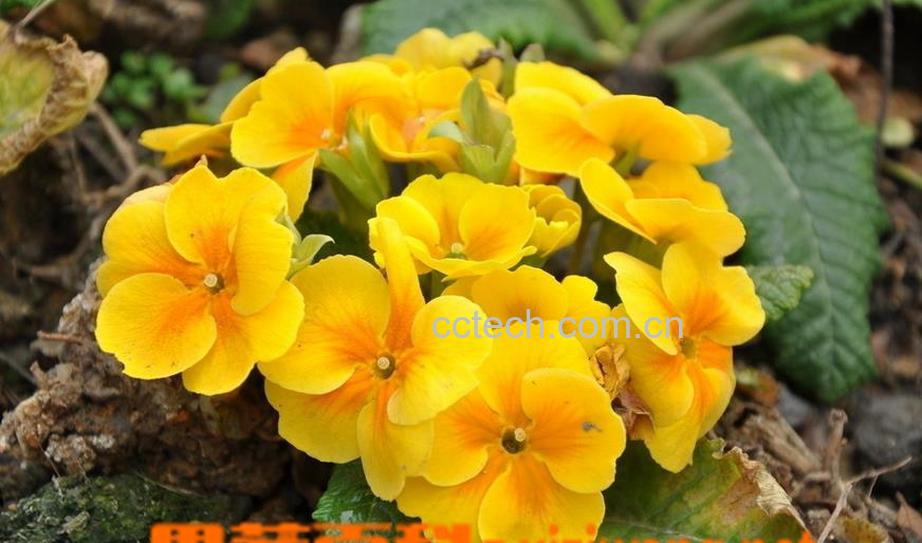 果蔬百科迎春花盆景的制作方法-0