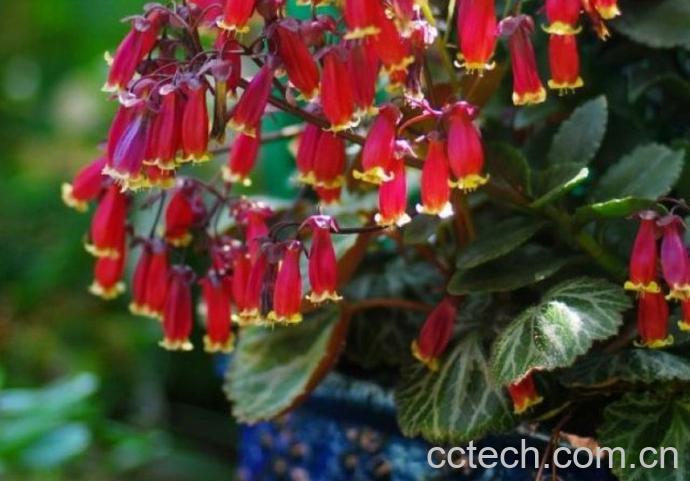 果蔬百科宫灯长寿花的繁殖方法-0