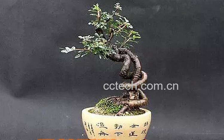 果蔬百科金雀盆景的制作与养护-0