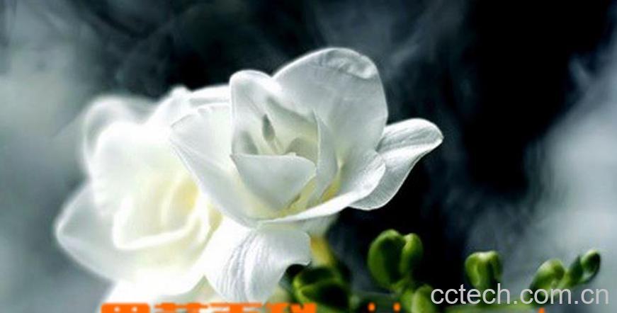 果蔬百科小苍兰的养殖方法-0