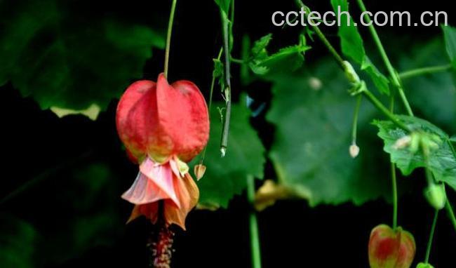 果蔬百科蔓性风铃花的养殖方法-0