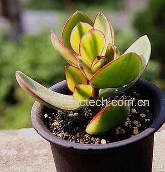 果蔬百科玉树的修剪方法图解-0