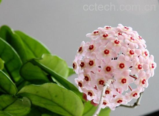 果蔬百科球兰的养殖方法-0