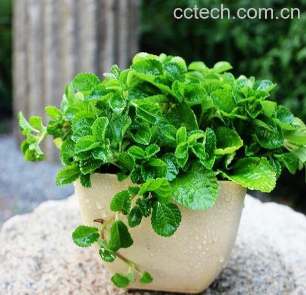 果蔬百科吸毒草的养殖方法和注意事项-0