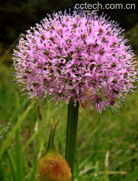 果蔬百科大蒜花叶病如何防治-0