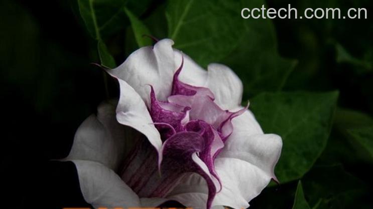 果蔬百科曼陀罗花怎么种-0