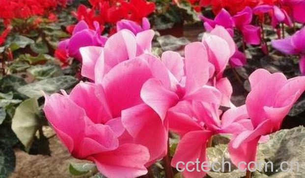 果蔬百科仙客来花怎样养-0