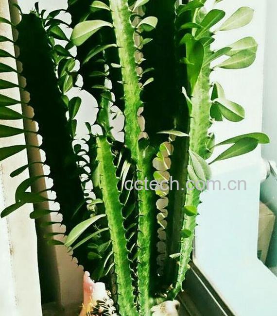 果蔬百科龙骨花的修剪方法图解-0