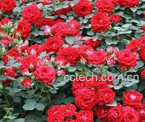 果蔬百科月季花的养殖方法-0