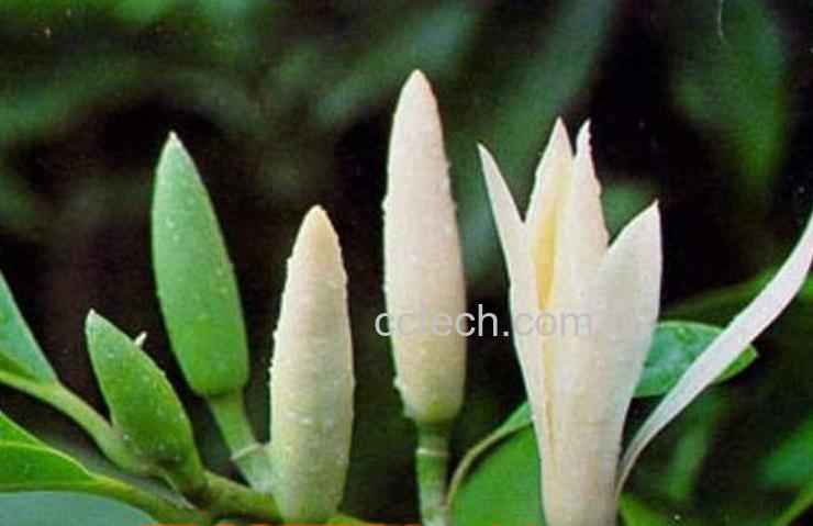 果蔬百科白兰花的养殖方法-0