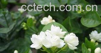 果蔬百科栀子花的养殖方法-0