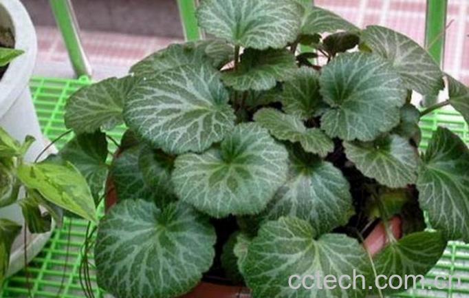 果蔬百科盆栽虎耳草的养殖养护方法-0